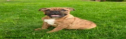 English Bulldog dogs for sale: Elizabeth - Ad 1