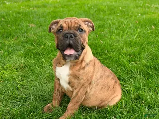 English Bulldog dogs for sale: Elizabeth - Ad 1