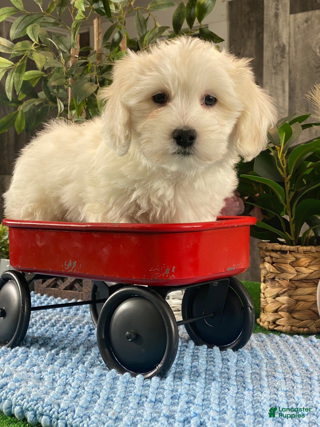 Coton De Tulear dogs for sale: Cole - Ad 1