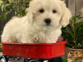 Coton De Tulear dogs Cole - Ad 16