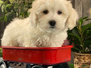 Coton De Tulear dogs Cole - Ad 11