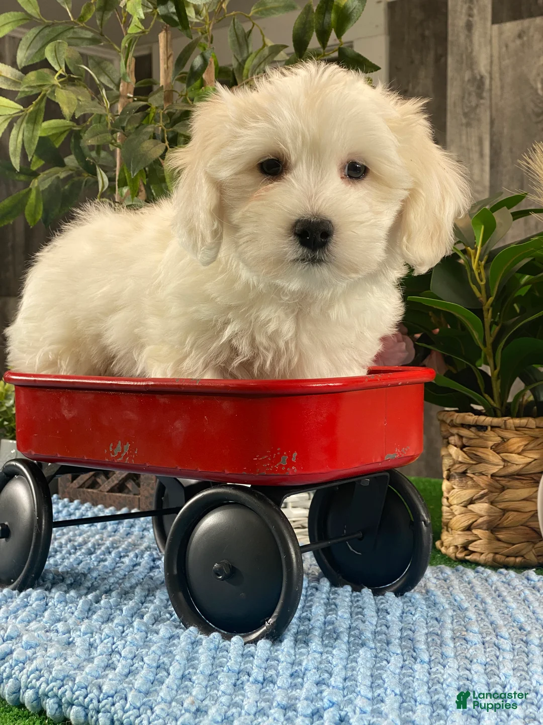 Coton De Tulear dogs for sale: Cole - Ad 1