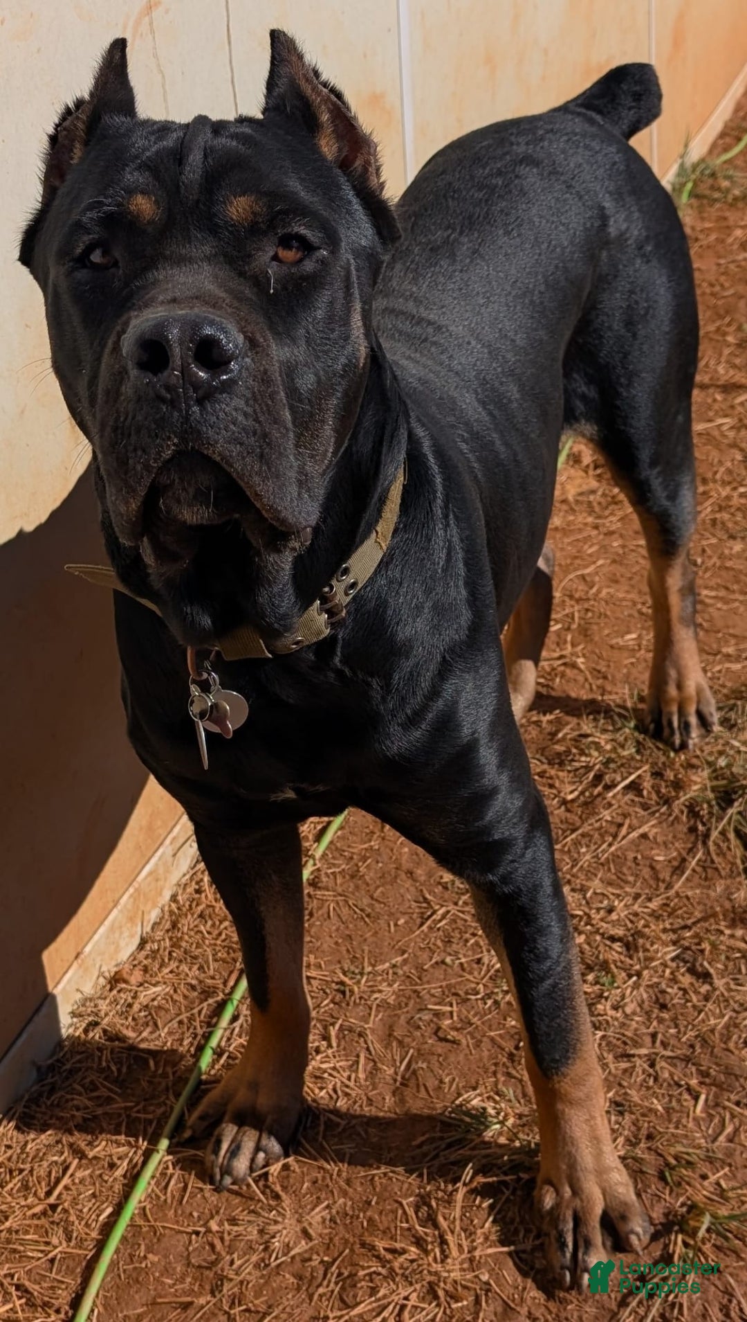 Gallery Image {{count}}