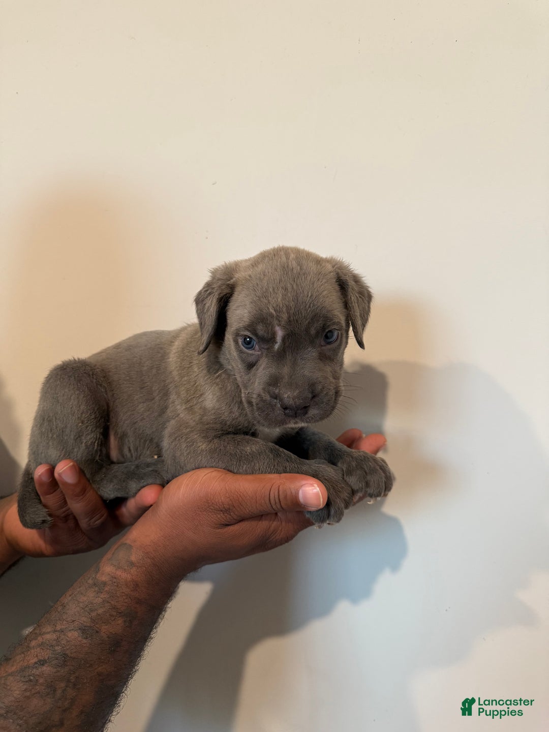 Cane Corso dogs for sale: Scar - Ad 3