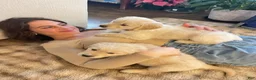 Golden Retriever dogs for sale: Golden Retriever Puppy 6 - Ad 6