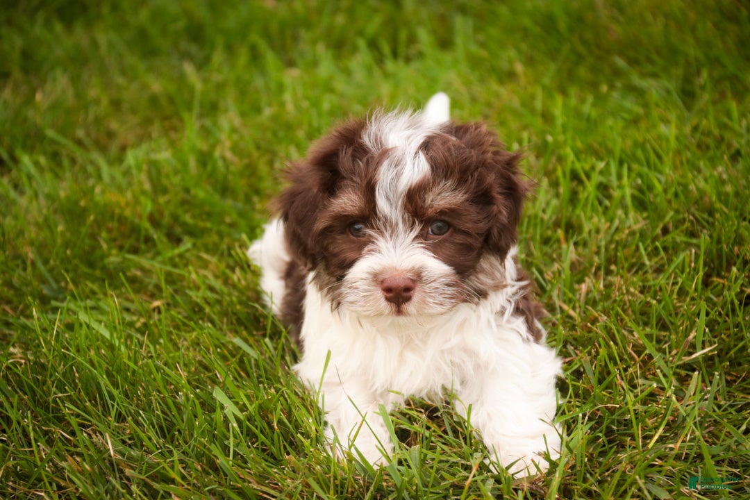 Havanese dogs Sherlock Havanese  - Ad 2