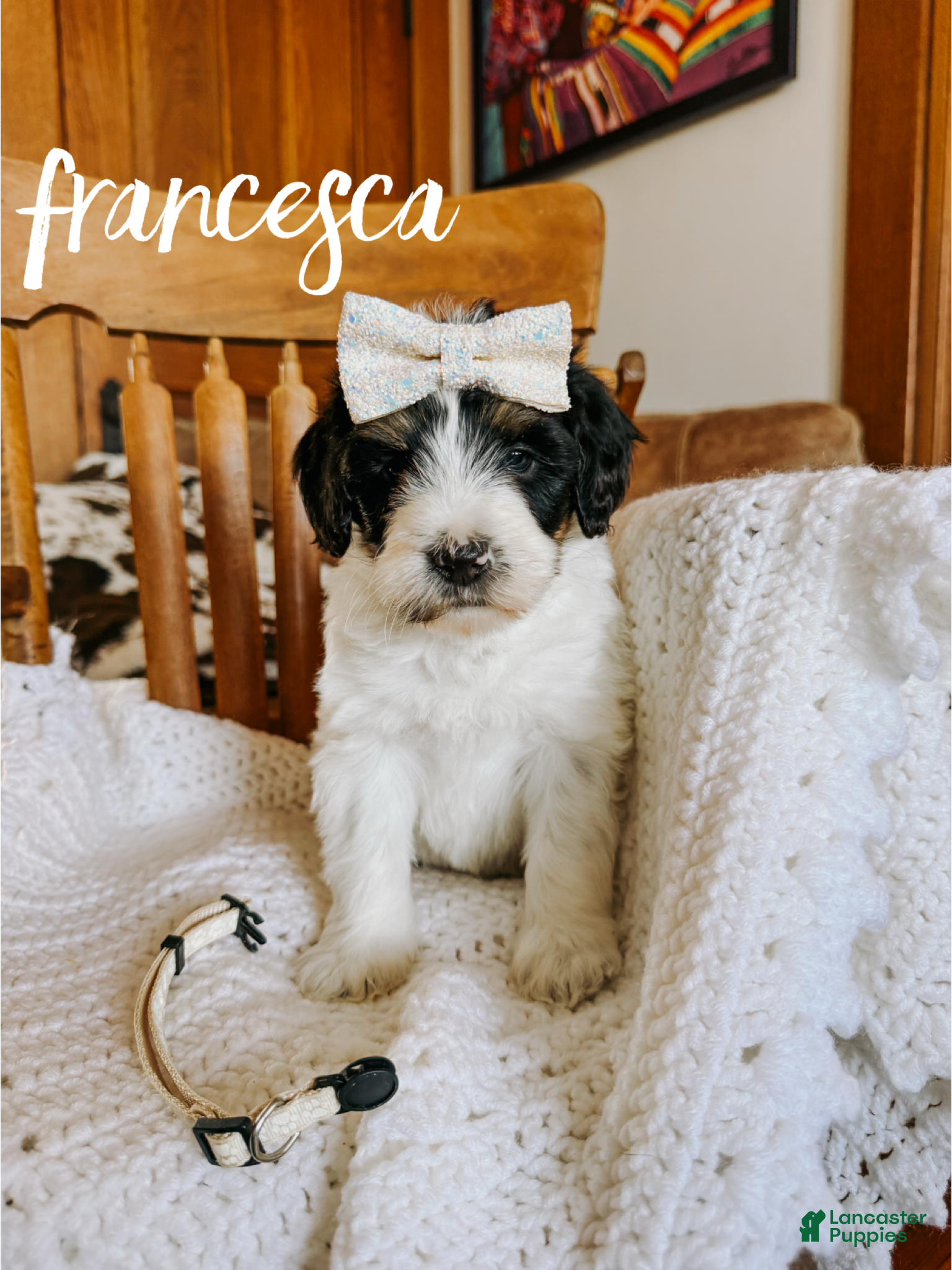 Mixed Breed dogs Francesca - Ad 18