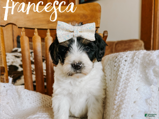 Mixed Breed dogs Francesca - Ad 18