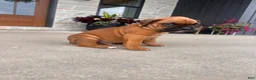 Boxer dogs for sale: Bruiser - Ad 2