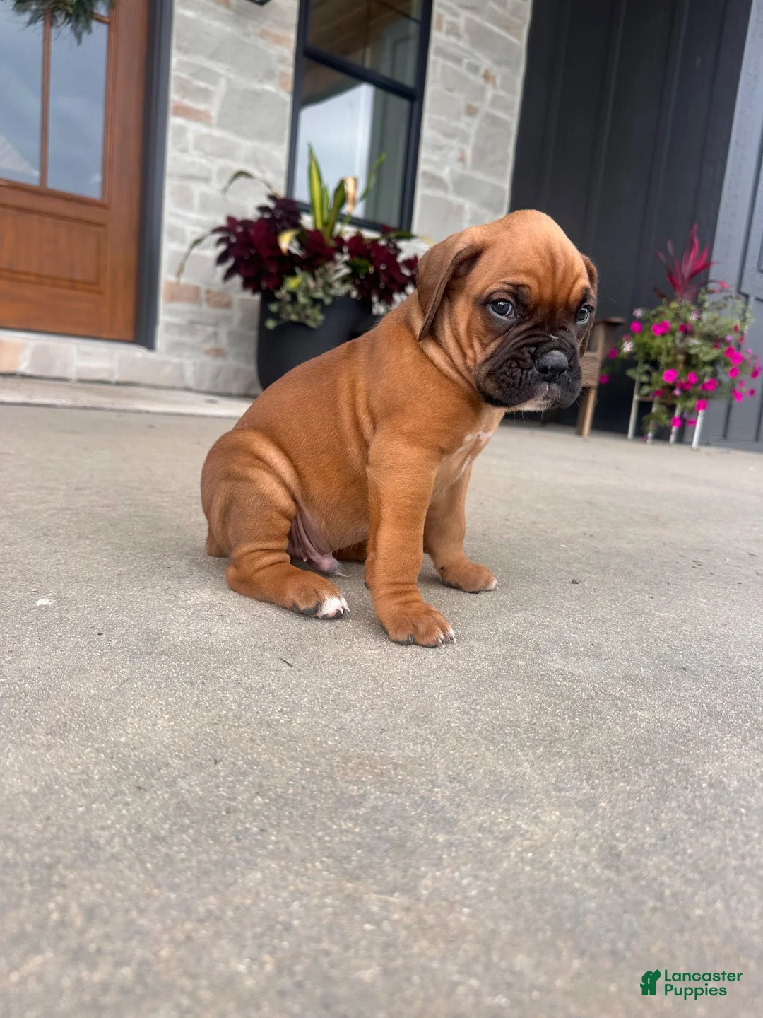 Boxer dogs for sale: Bruiser - Ad 2
