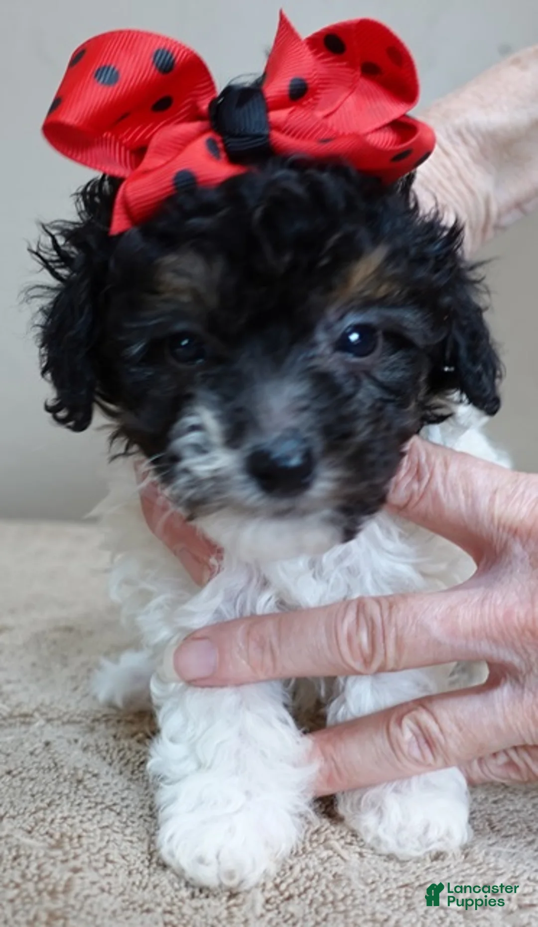 Toy Poodle dogs for sale: male sale 1 - Ad 8