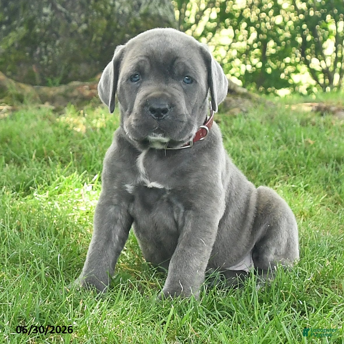 Cane Corso dogs Rubarb - Ad 2