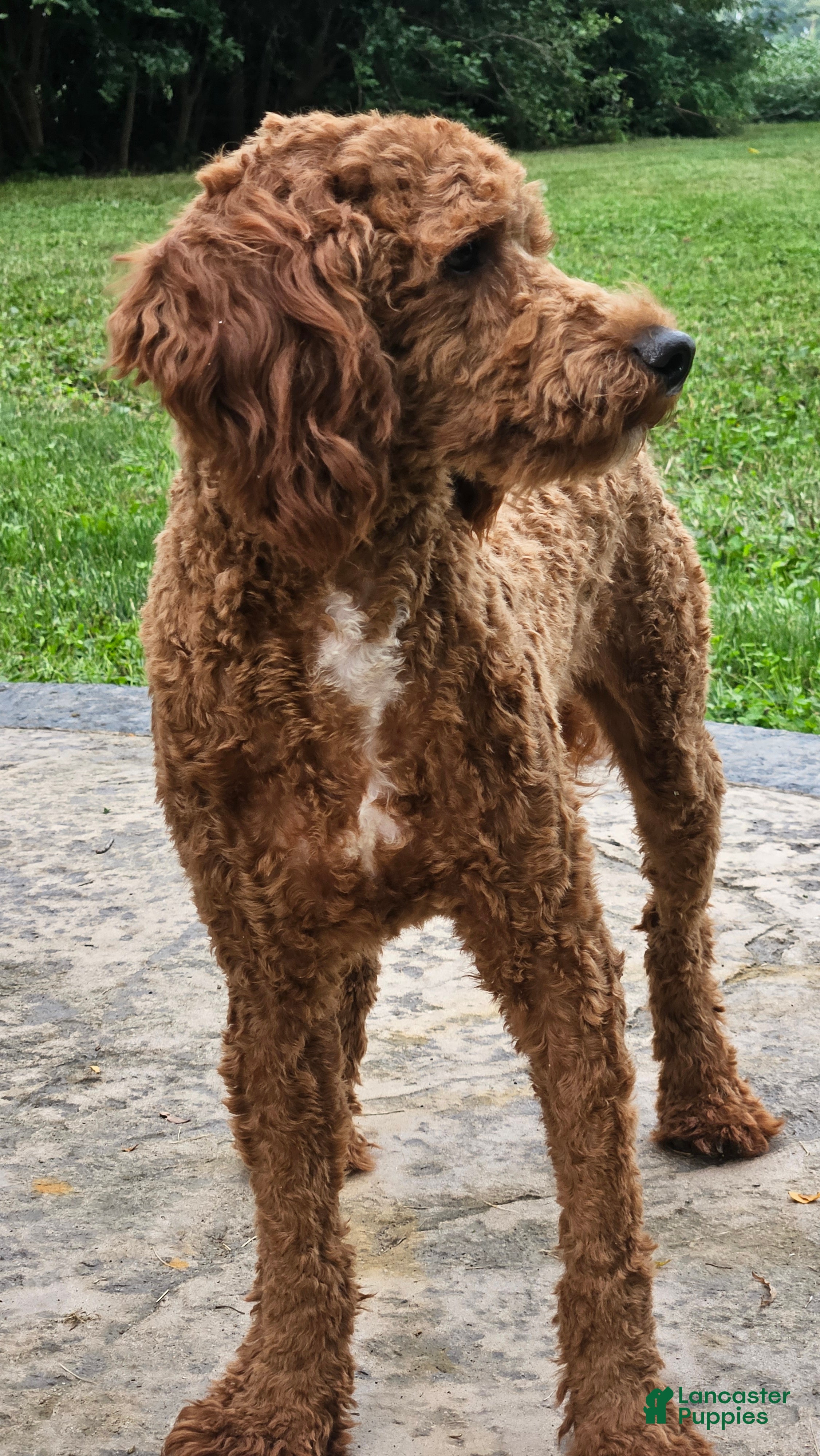 Toy Poodle dogs Jack - Ad 2