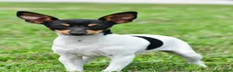 Toy Fox Terrier dogs for sale: Dakota - Ad 10