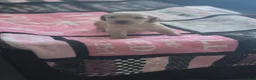 Double Doodle dogs for sale: Double Doodle 1 - Max - Ad 1