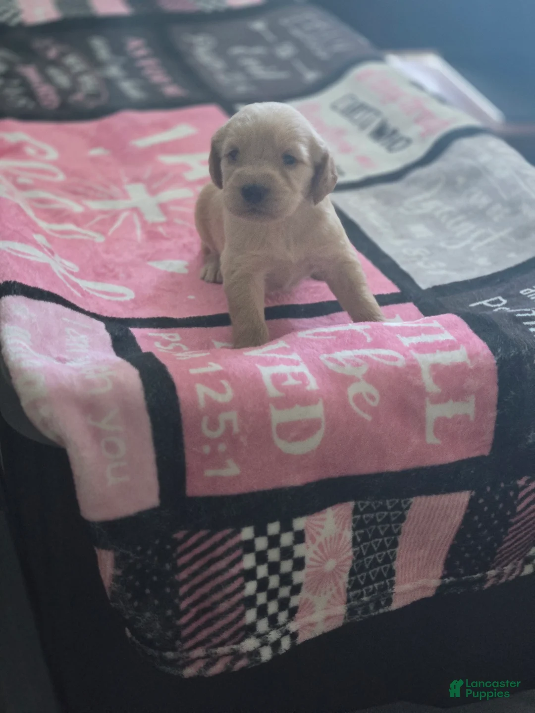 Double Doodle dogs for sale: Double Doodle 1 - Max - Ad 1