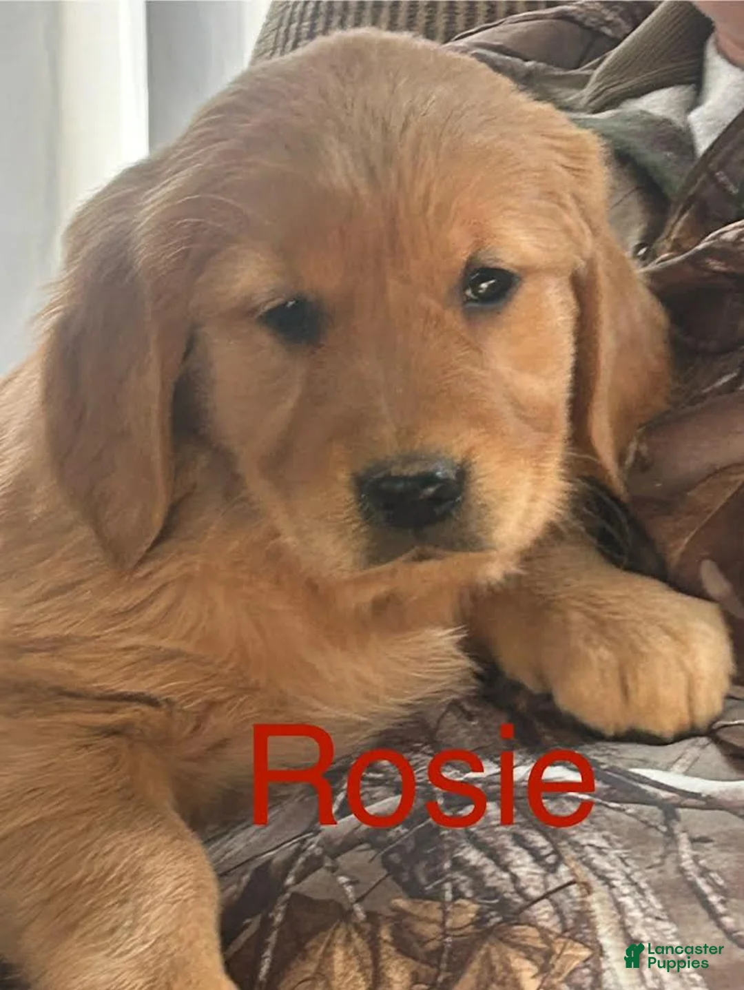 Golden Retriever dogs for sale: Golden Retriever Puppy 2 - Ad 2