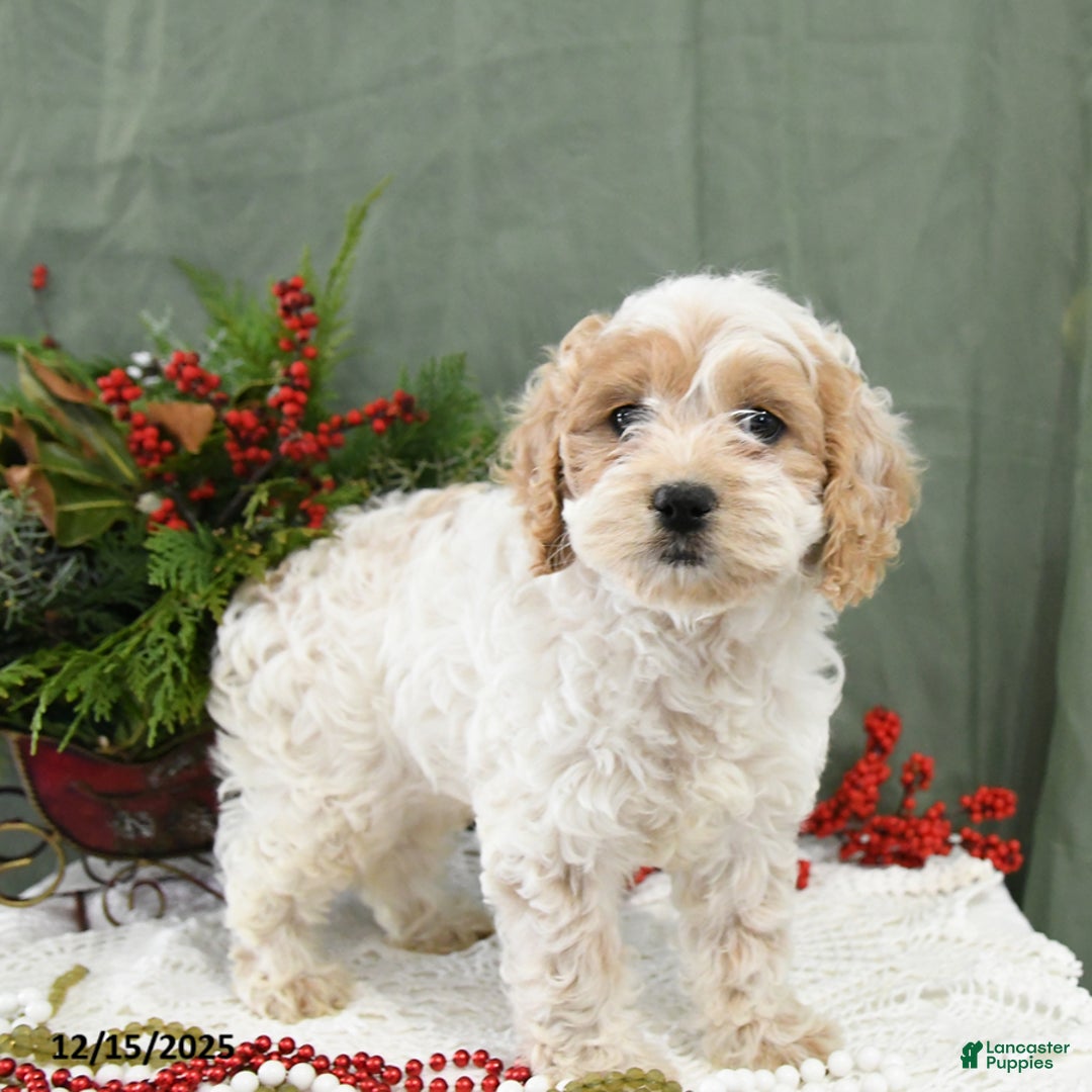 Cavapoo dogs for sale: Ivy - Ad 2