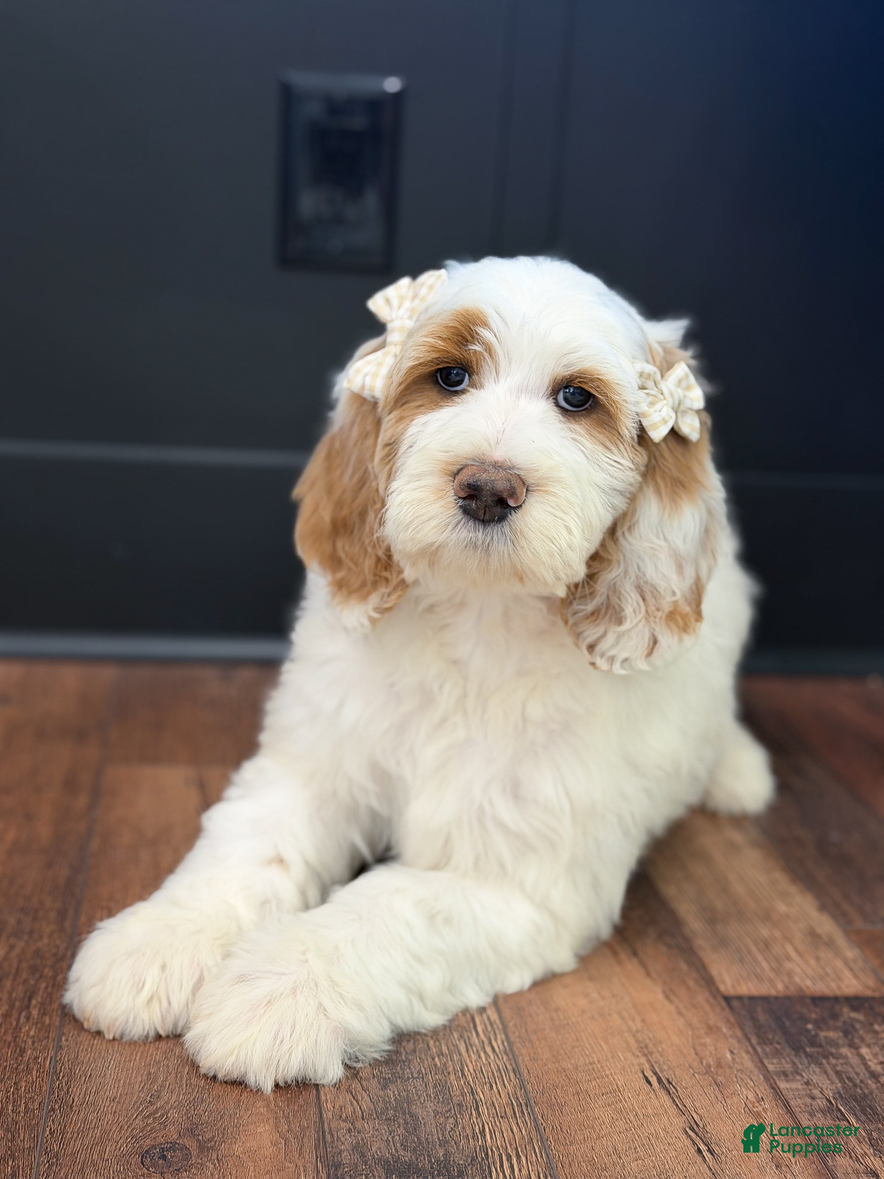 Goldendoodle dogs Amelia  - Ad 2
