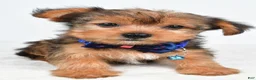 Yorkshire Terrier dogs for sale: Wyatt - Ad 7