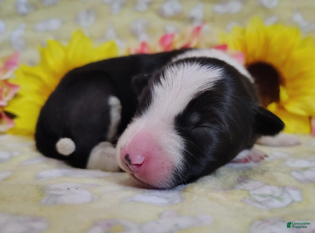 Border Collie dogs for sale: Piper - Ad 1