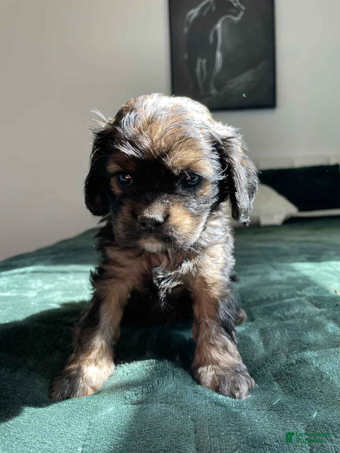 Cocker Spaniel dogs for sale: Nancy - Ad 1