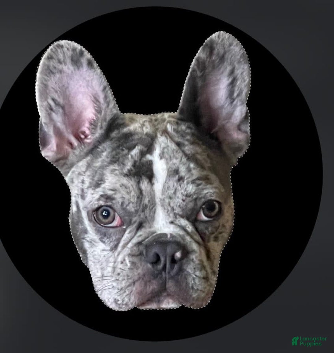 Gallery Image {{count}}