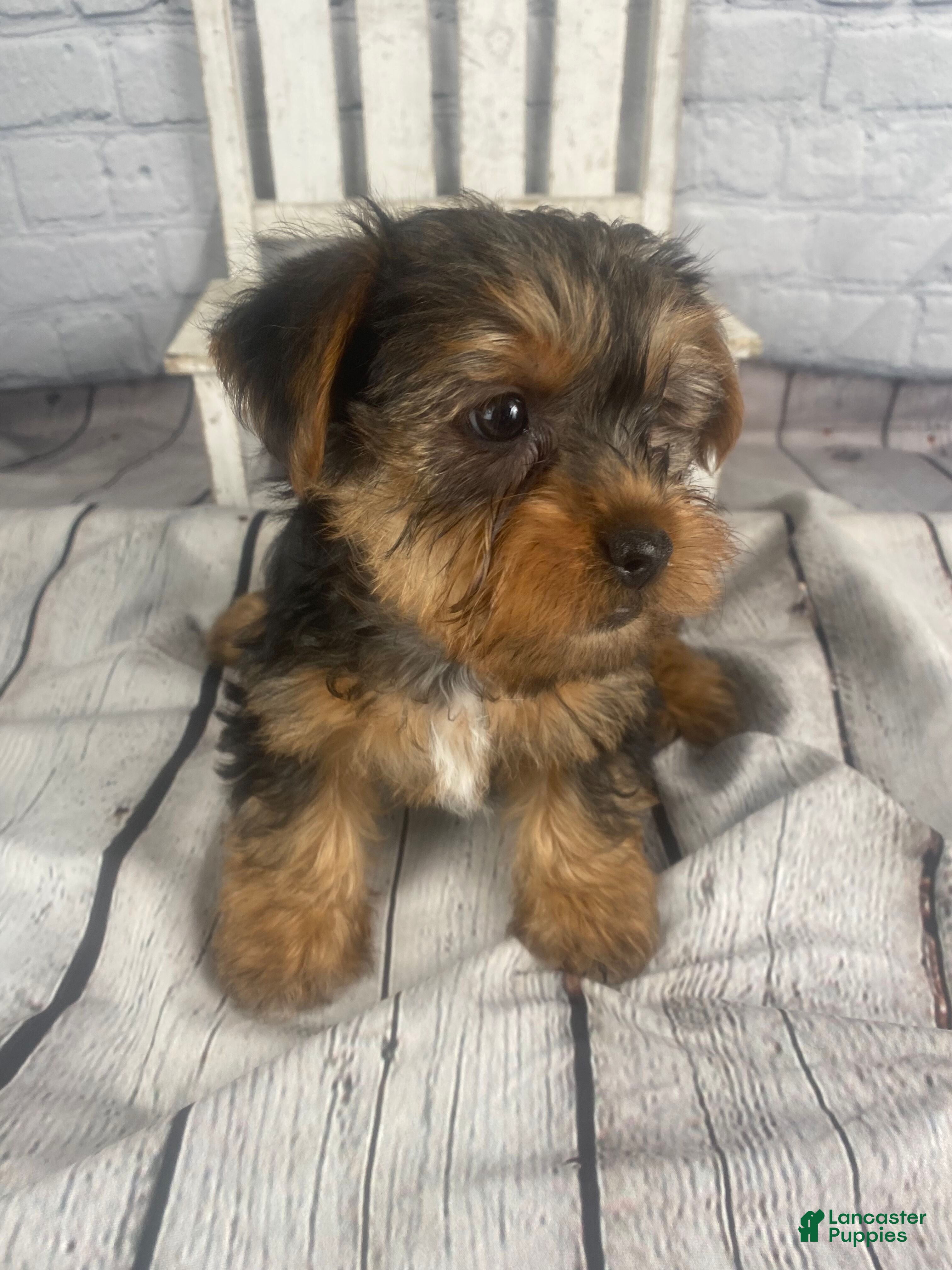 Yorkshire Terrier dogs Katti - Ad 1
