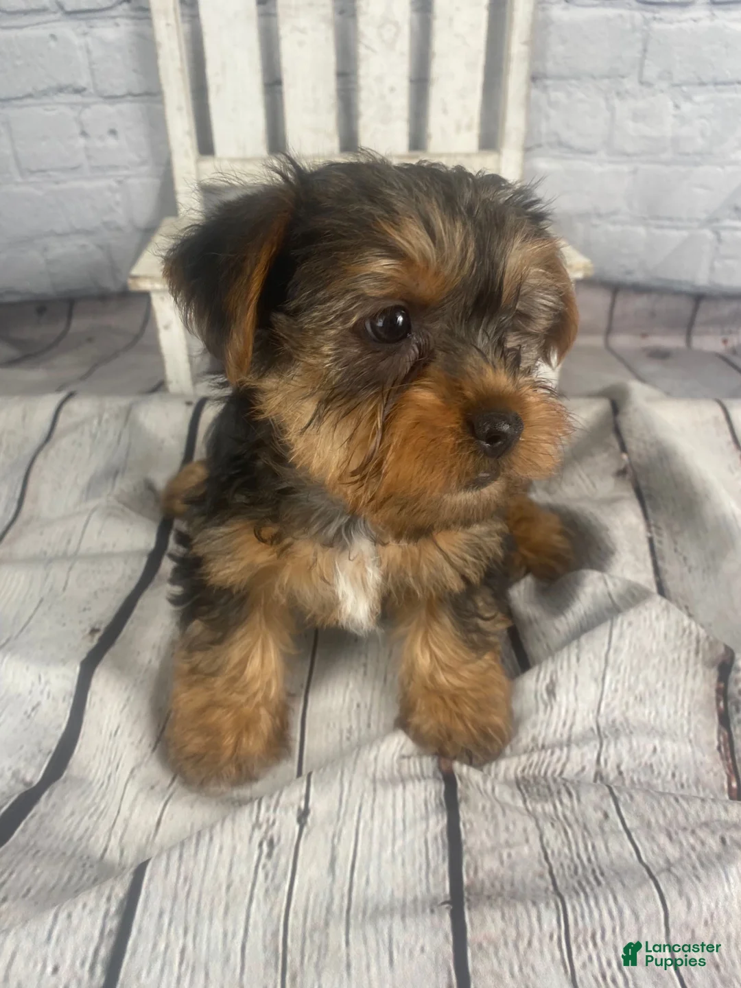 Yorkshire Terrier dogs for sale: Katti - Ad 1