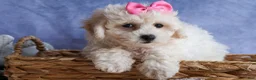 Bichpoo dogs for sale: NANCY - Ad 3