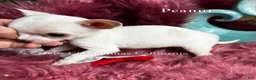Chihuahua dogs for sale: Little PEANUT  - Ad 2
