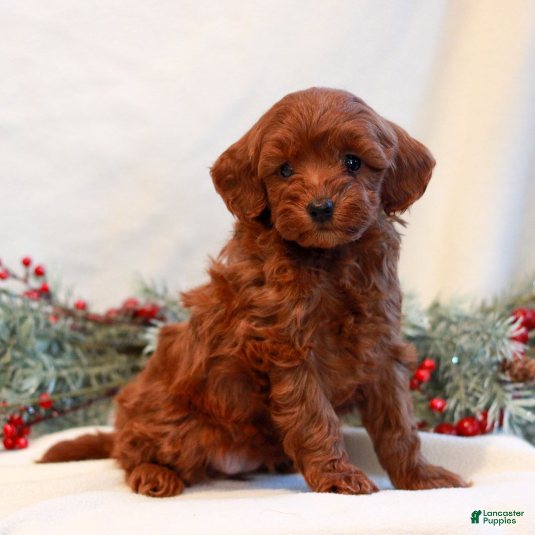 Mini Goldendoodle dogs for sale: Faith  - Ad 2