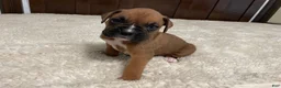 Boxer dogs for sale: Max - Ad 10