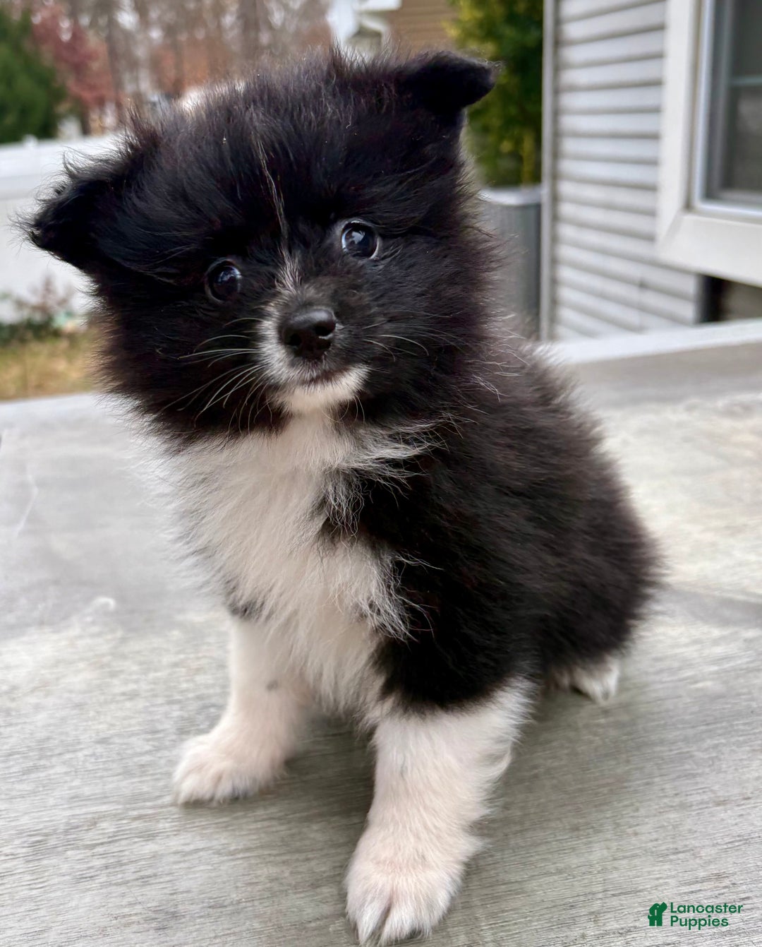Pomeranian dogs for sale: Onyx - Ad 2