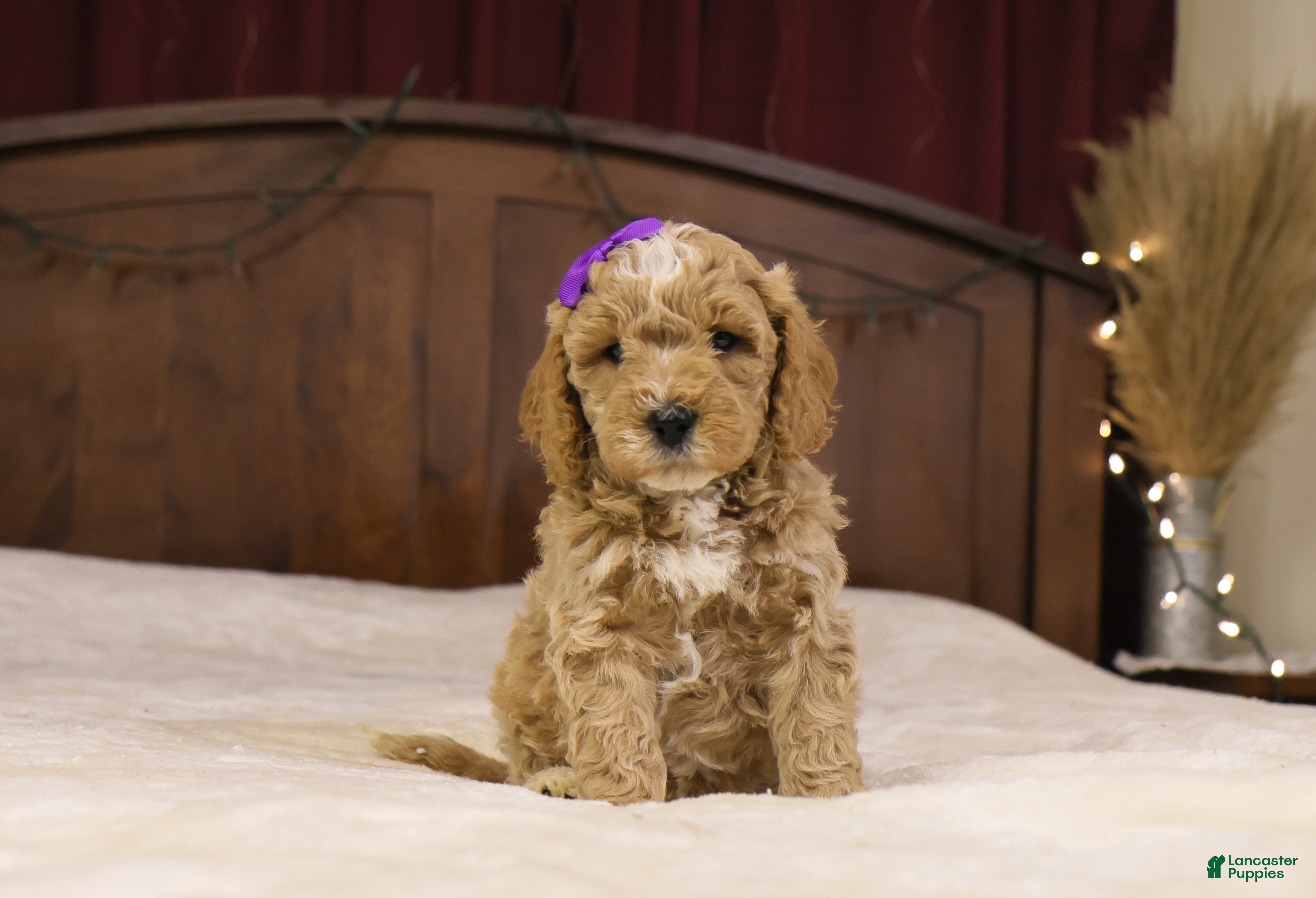 Goldendoodle dogs Holly - Ad 36
