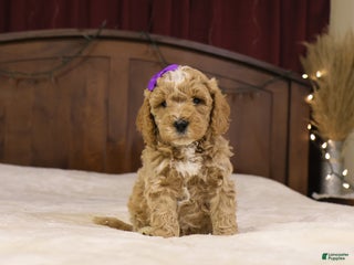 Goldendoodle dogs Holly - Ad 36