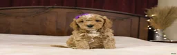Goldendoodle dogs for sale: Holly - Ad 5
