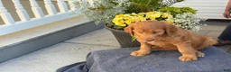 Goldendoodle dogs for sale: Teagan - Ad 9