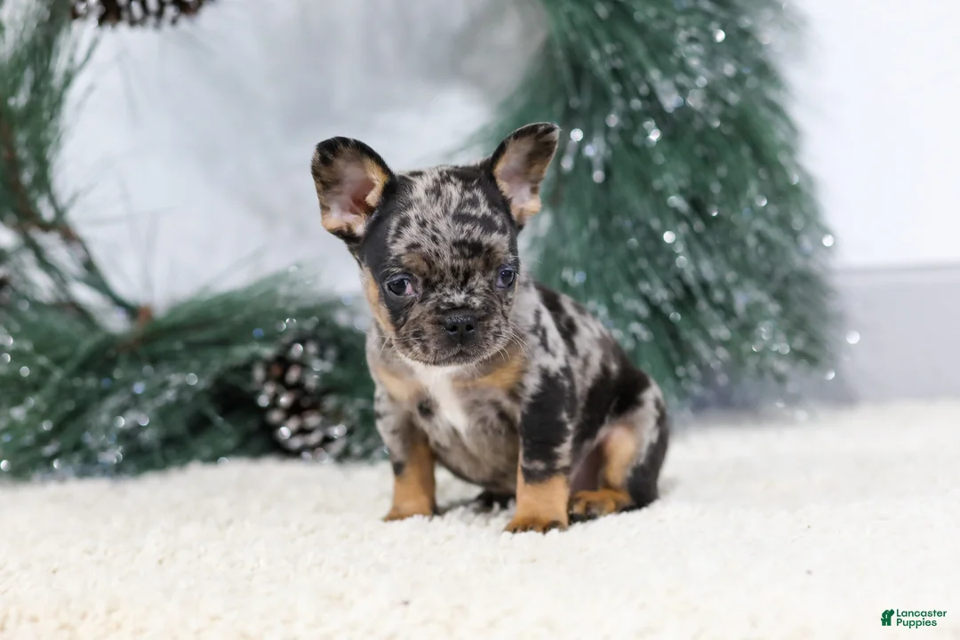 French Bulldog dogs for sale: Felix - Ad 6