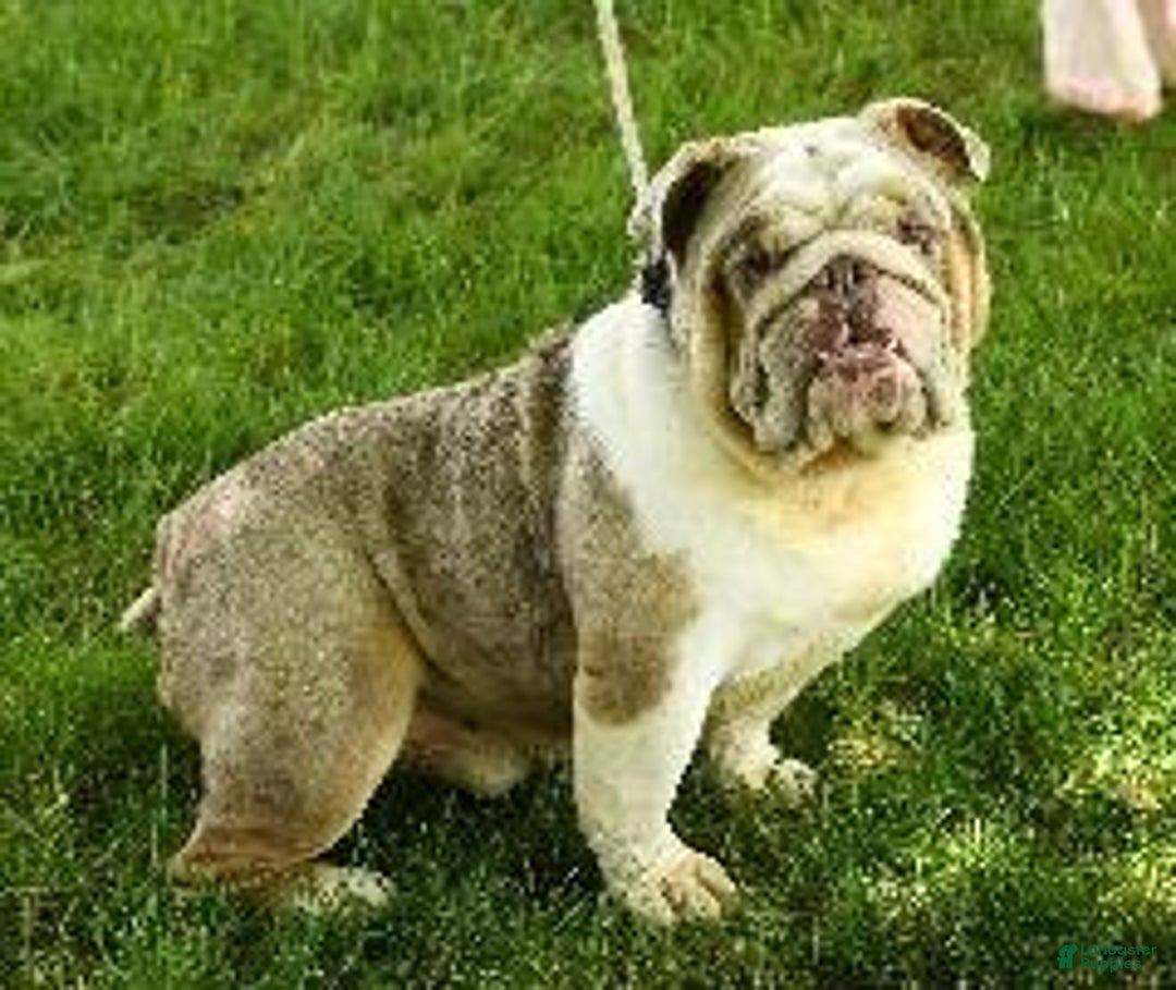 Mixed Breed dogs for sale: Rolo - Ad 7