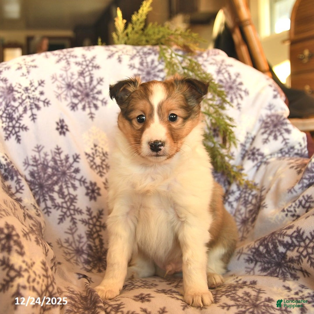 Shetland Sheepdog dogs for sale: Eclipse - Ad 3