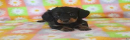 Miniature Dachshund dogs for sale: hallie - Ad 1
