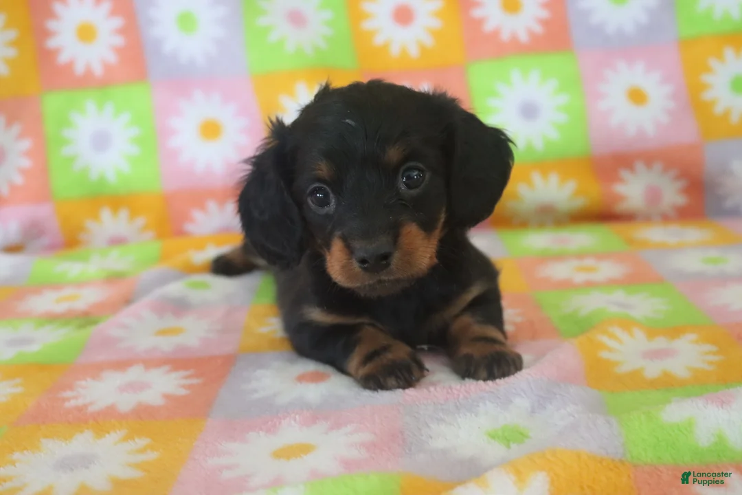 Miniature Dachshund dogs for sale: hallie - Ad 1