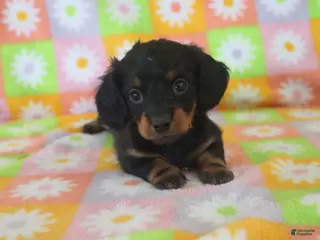 Miniature Dachshund dogs hallie - Ad 39