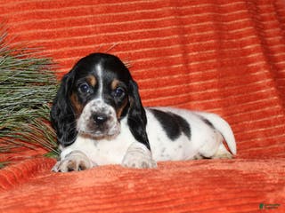 Basset Hound dogs Suzie - Ad 4