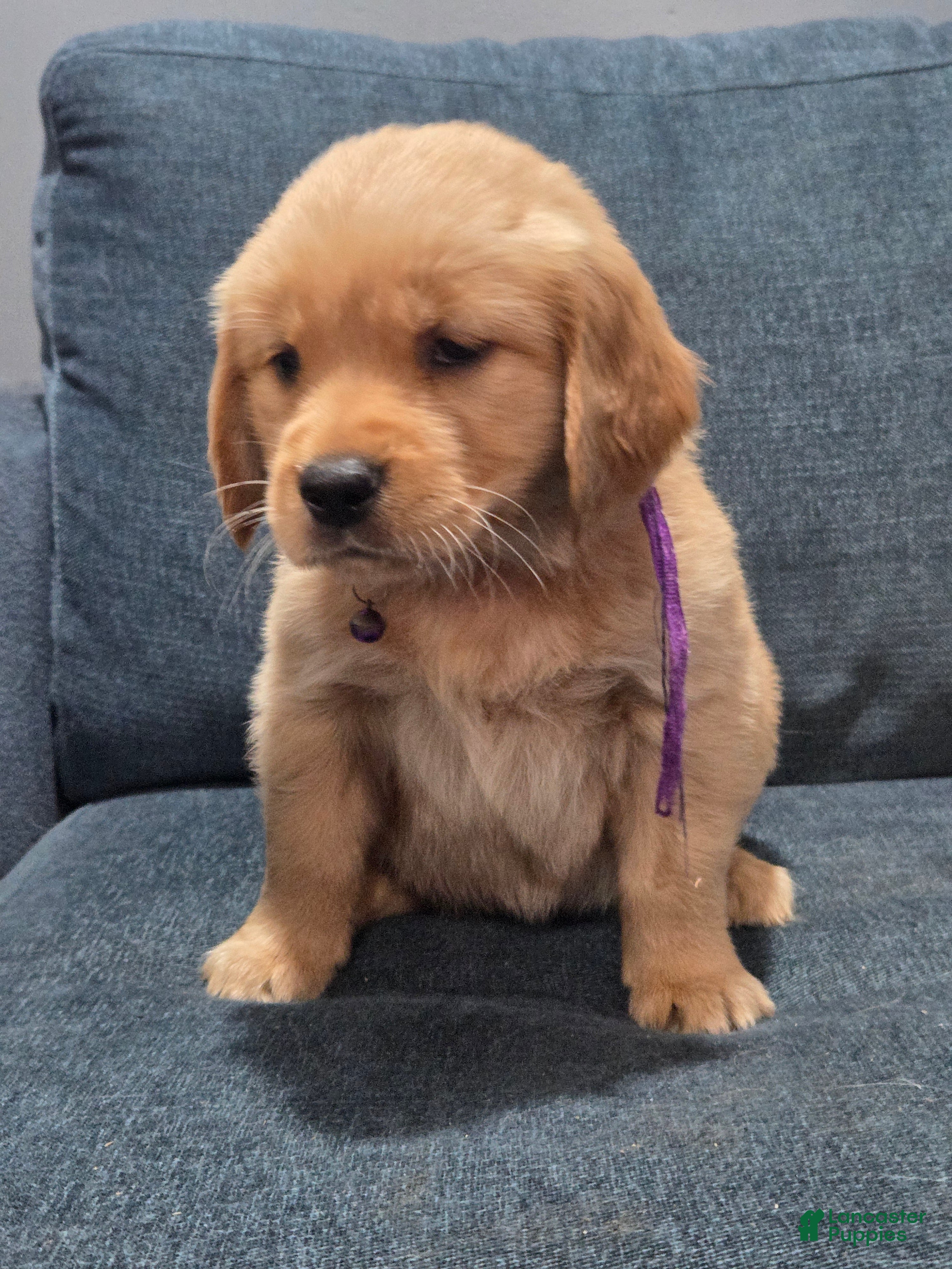 Golden Retriever dogs Puddin' - Ad 2