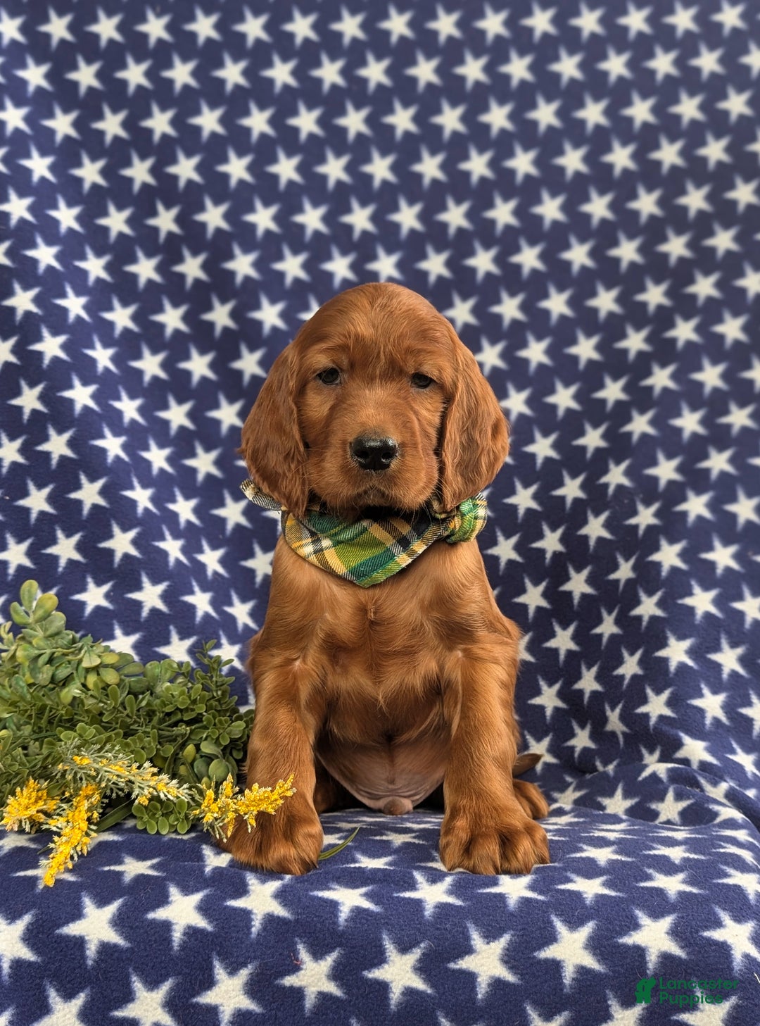 Irish Setter dogs for sale: Derek - Ad 1