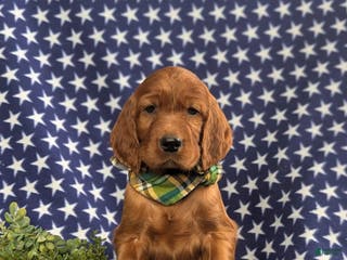 Irish Setter dogs Derek - Ad 8