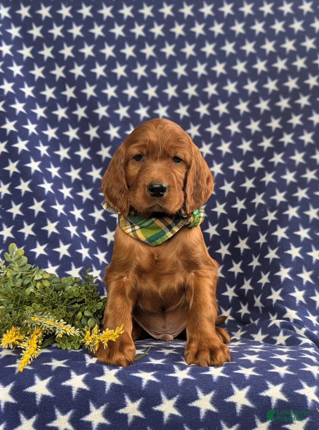 Irish Setter dogs for sale: Derek - Ad 1
