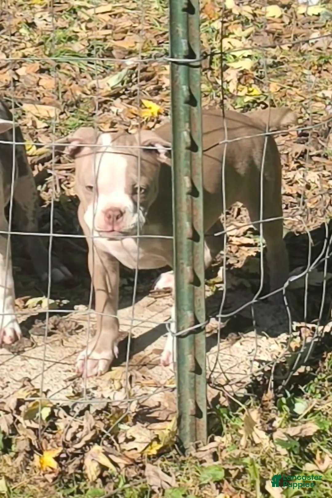Mixed Breed dogs for sale: Cider - Ad 2